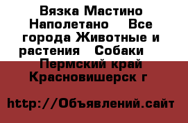 Вязка Мастино Наполетано  - Все города Животные и растения » Собаки   . Пермский край,Красновишерск г.